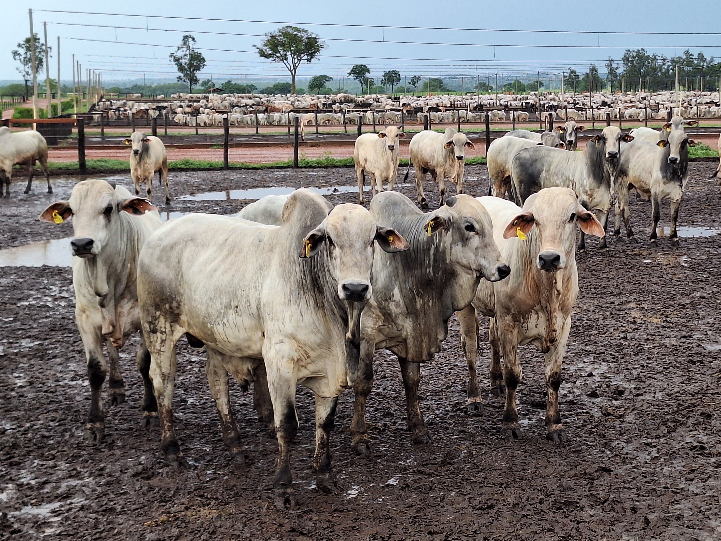 Preço do boi gordo encerra semana com alta de 1,3% em São Paulo