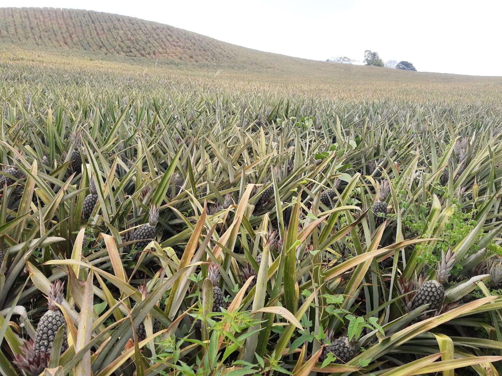 Clima e rentabilidade favorecem produção de abacaxi na Paraíba
