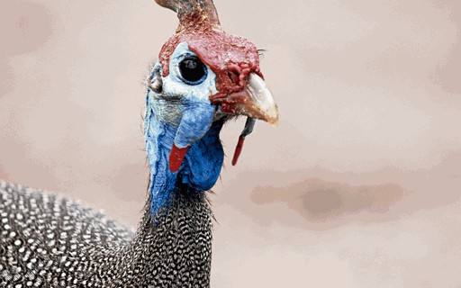 Do controle de pragas à carne de nicho: por que a criação de galinha d'angola cresce no Brasil