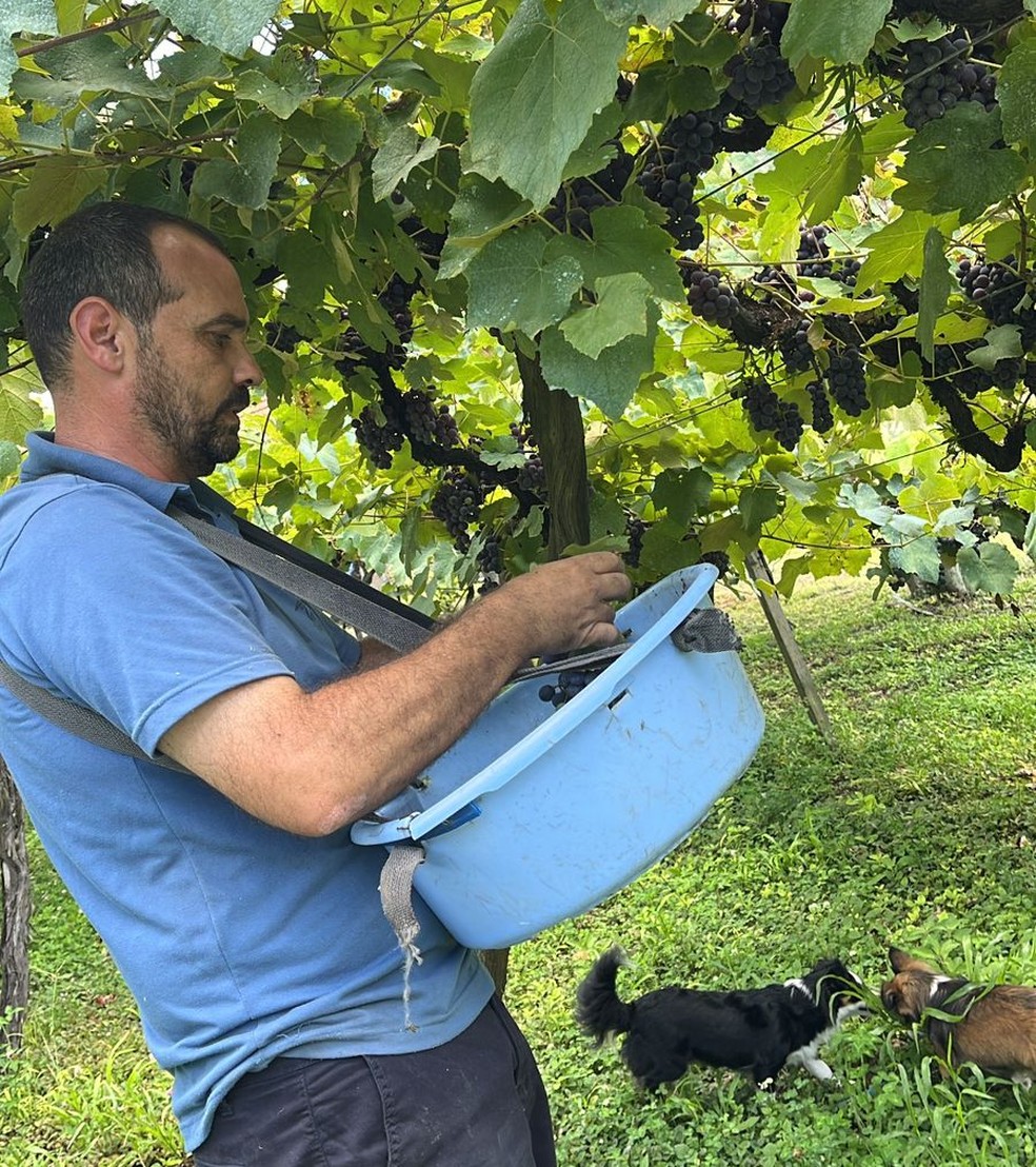 Produtor Jean Carraro espera aumentar produção neste ano — Foto: Divulgação