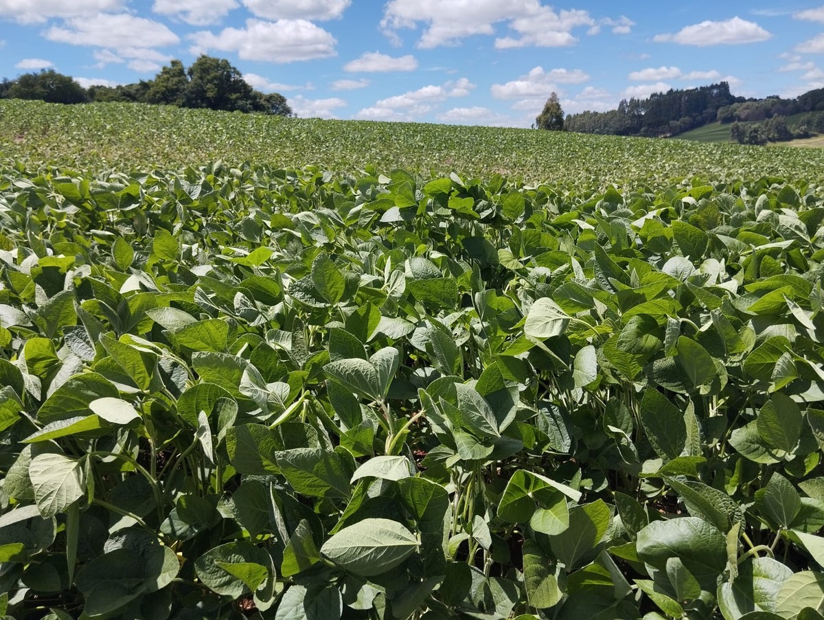 Clima nos EUA será decisivo para rumos do mercado de soja