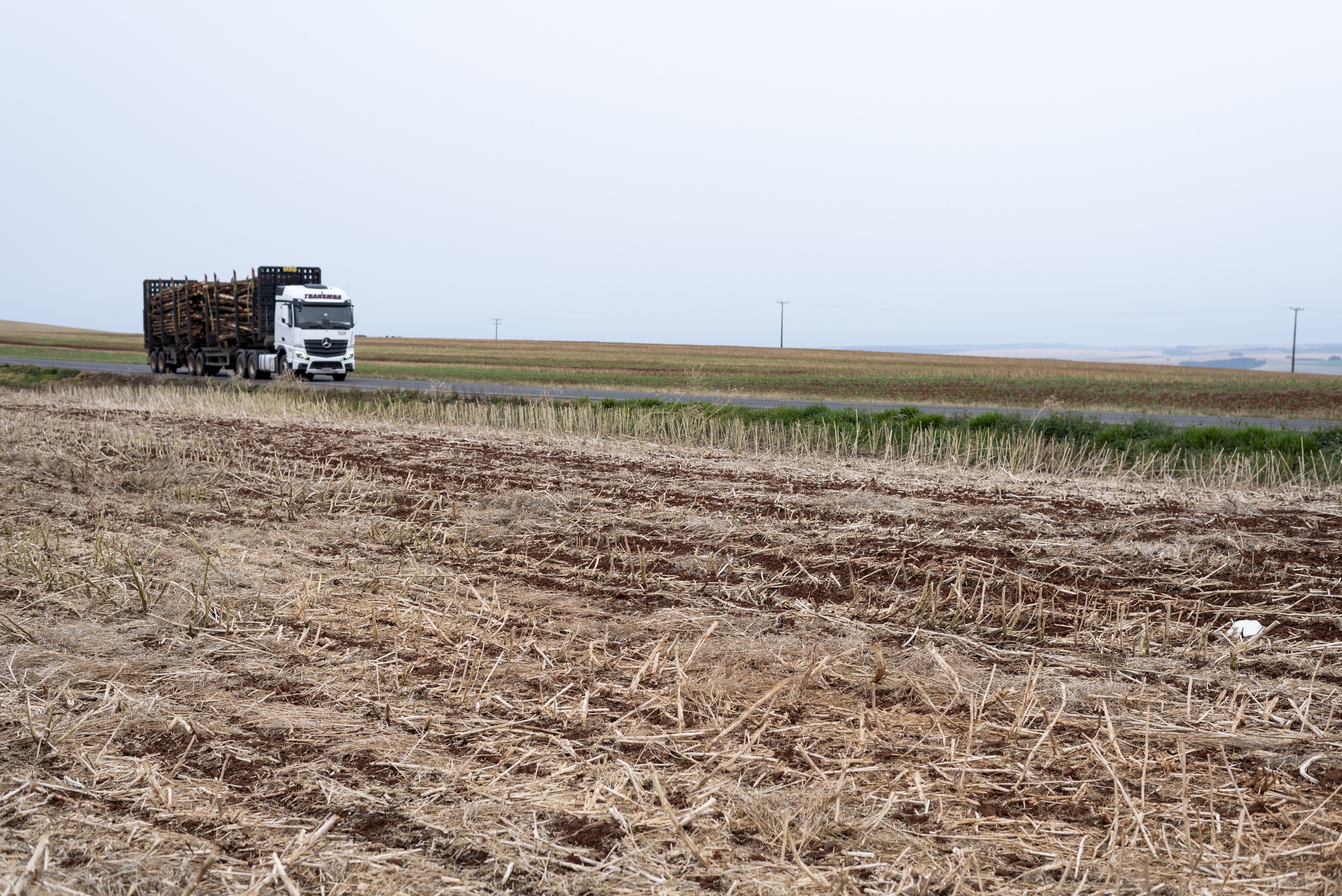 Plantio de soja alcança 5% da área no RS; milho chega a 80%