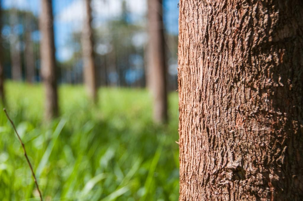 Governo federal publica decreto que estabelece 'cartilha' para balizar práticas sustentáveis