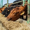 Em São Paulo, o boi gordo está cotado em R$321 por arroba, a vaca em R$302 e a novilha em R$312 por arroba, conforme levantamento da Scot Consultoria - Globo Rural