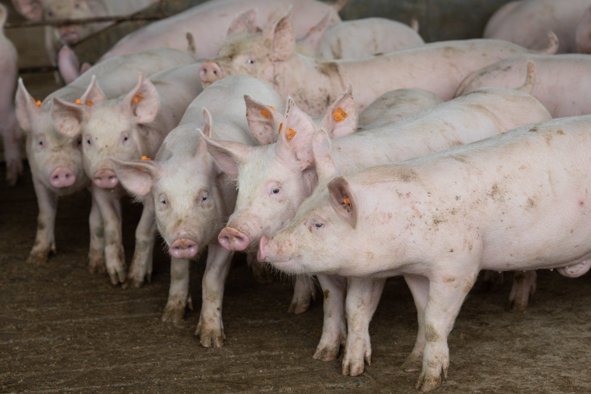 Altas de preços do suíno vivo e da carne perdem força