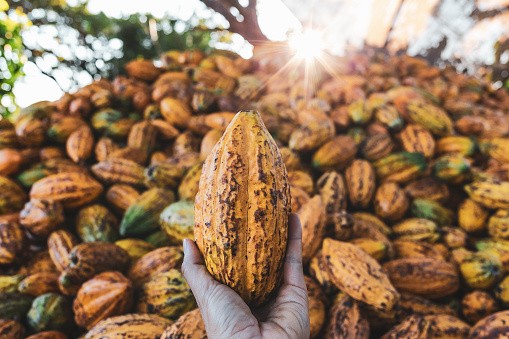 Cacau fecha em queda na bolsa de Nova York com expectativa de oferta maior