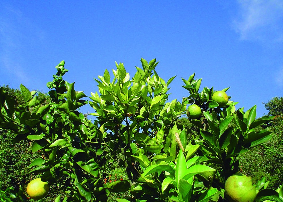 Greening tem afetado pés de laranja em SP — Foto: Divulgação/Embrapa