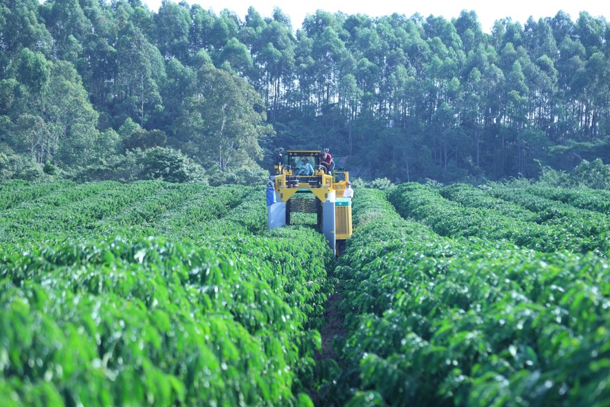 Colheita de café em fazenda parceria do Nescafé Plan no Espírito Santo. Nestlé é a maior compradora de café verde do mundo