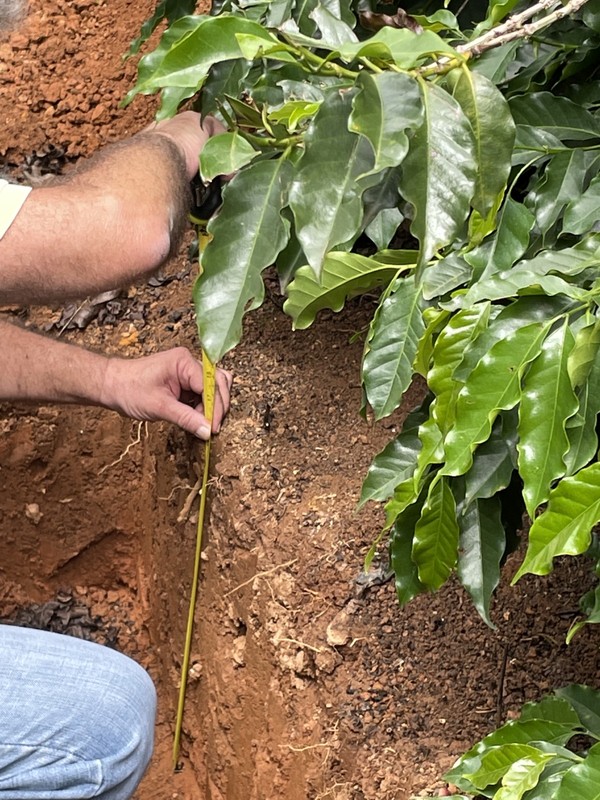 Sequestro de carbono no solo reduz emissões e custo de produção — Foto: Divulgação