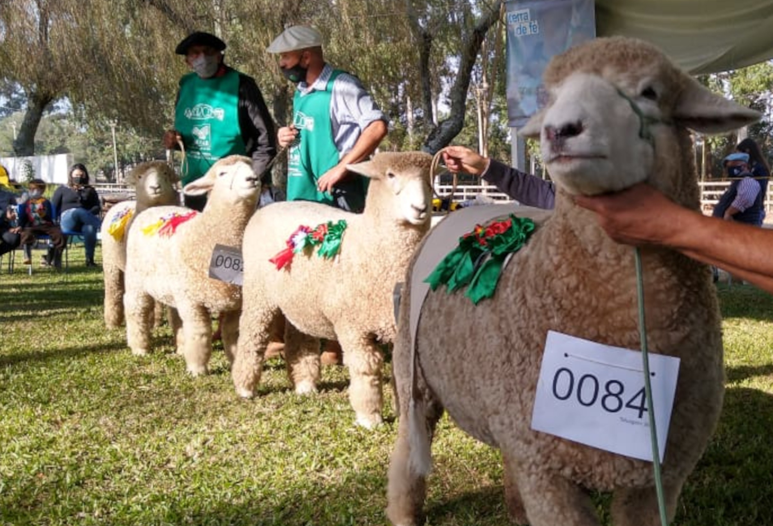 Feiras de verão movimentam vendas de ovinos no RS