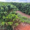 Sucesso da próxima temporada de café depende de uma boa fixação e desenvolvimento dos chumbinhos - Eliane Silva/Globo Rural