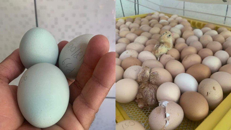 Custos com manejo elevam preço do ovos — Foto: Divulgação/Avicultura Gigante