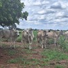 Com as festas de fim de ano, a programação de abate se alonga e frigoríficos encontram oportunidade para comprar boiadas a valores um pouco menores - José Florentino/Globo Rural