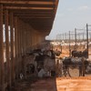 Confinadores têm boas perspectivas de rentabilidade - Wenderson Araujo/CNA