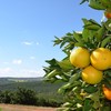 A qualidade geral das frutas da safra 2025/26 segue satisfatória na maioria das regiões - Fundecitrus / Divulgação
