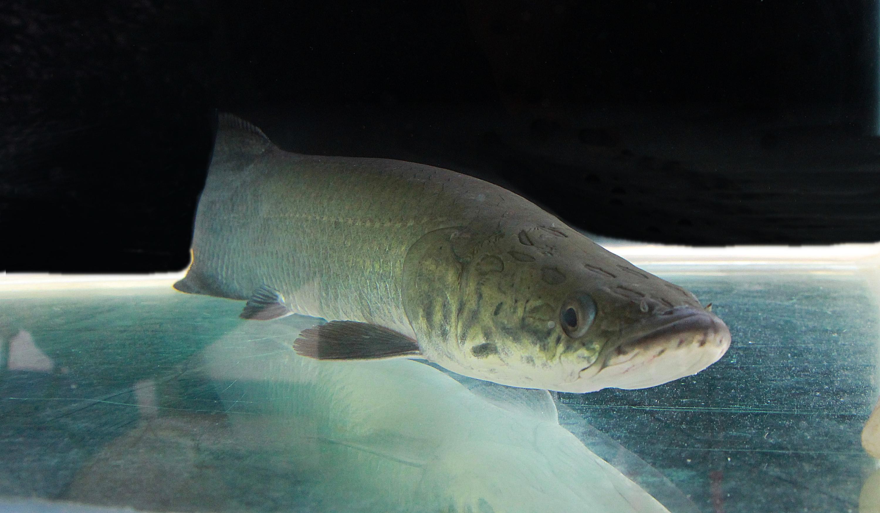 Espécie invasora? Entenda o que muda com decisão do Ibama sobre o pirarucu