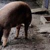 Porco da raça duroc - Canva/ Creative Commoms