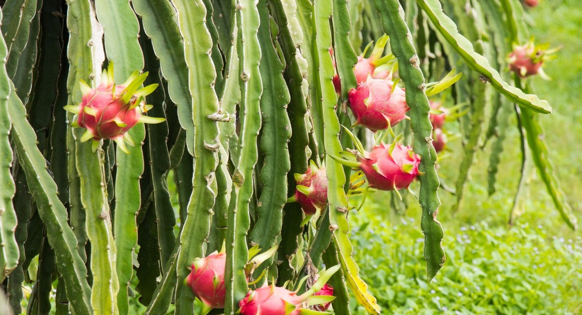 Onde plantar pitaya? Veja as melhores regiões e outras dicas