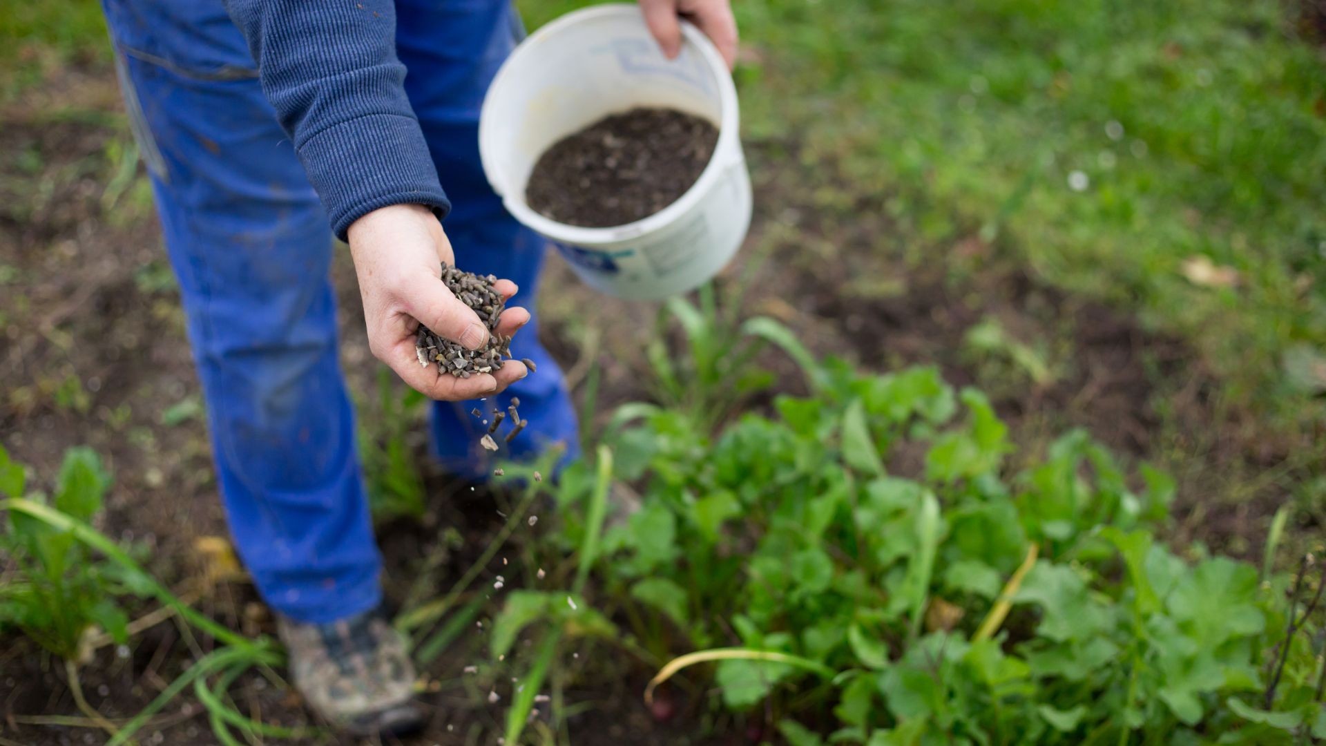 Nutrição descomplicada: entenda as diferenças entre biofertilizantes e fertilizantes orgânicos