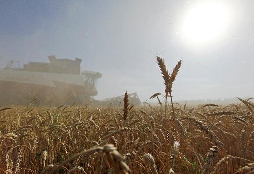 Rússia colheu 71% da safra de trigo projetada para a temporada 2023/24