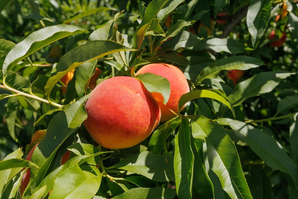 Rio Grande do Sul responde por 65% da produção nacional — Foto: Volmer Perez/Prefeitura de Pelotas
