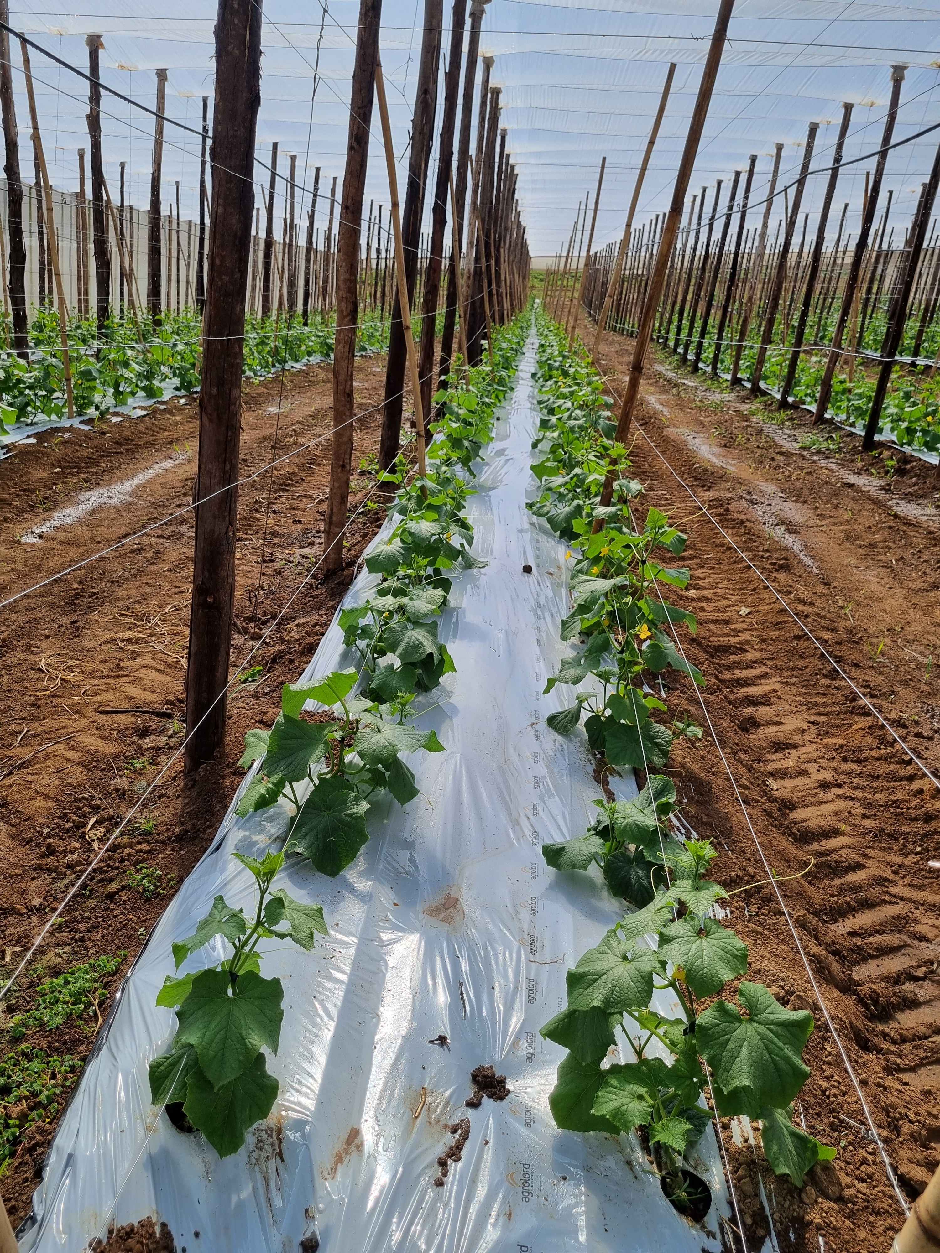 Inclusão digital mantém pequenos produtores no campo