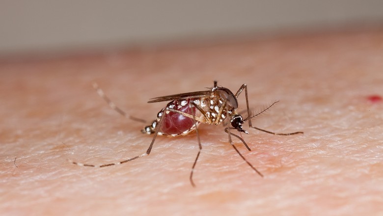 Dia D contra a dengue acontece neste sábado; saiba como se proteger