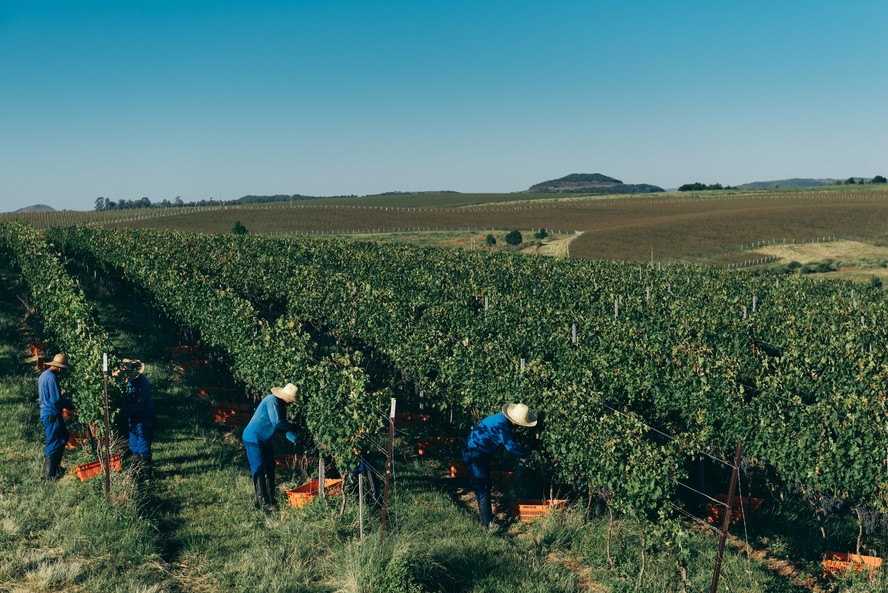 Campanha Gaúcha vem se destacando como uma das áreas mais promissoras no cultivo de uvas para a elaboração de vinhos no Brasil