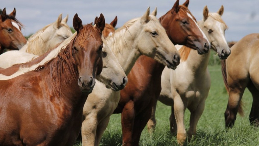 Veja quais s&atilde;o as melhores ra&ccedil;as de cavalo para praticar esportes