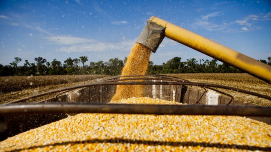 Preços do milho seguem estáveis no mercado doméstico, diz Cepea