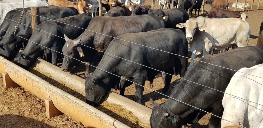 Programações de abate pelos frigoríficos estão sendo supridas pelos animais de confinamentos