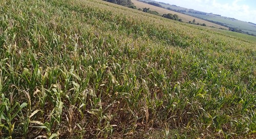 No Paraná, produtores iniciam colheita e confirmam perdas no milho