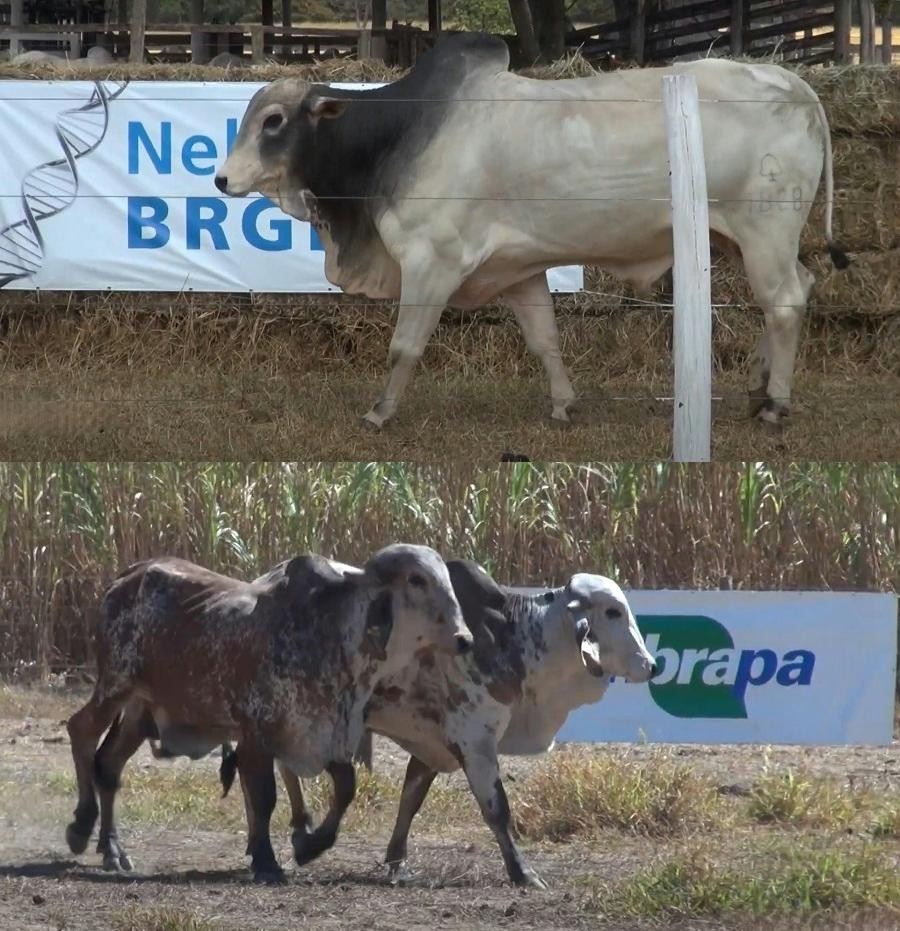 Leilão de bovinos acontece a partir próxima terça realizado pela Embrapa