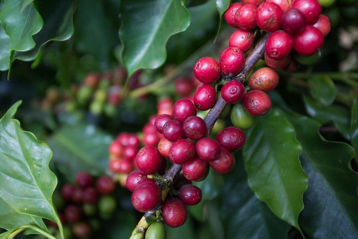 Preços do café subiram em julho apesar do avanço da colheita
