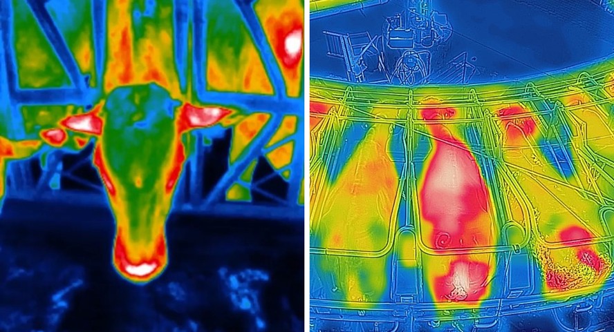 Equipamento mede temperatura e perfil térmico de vacas