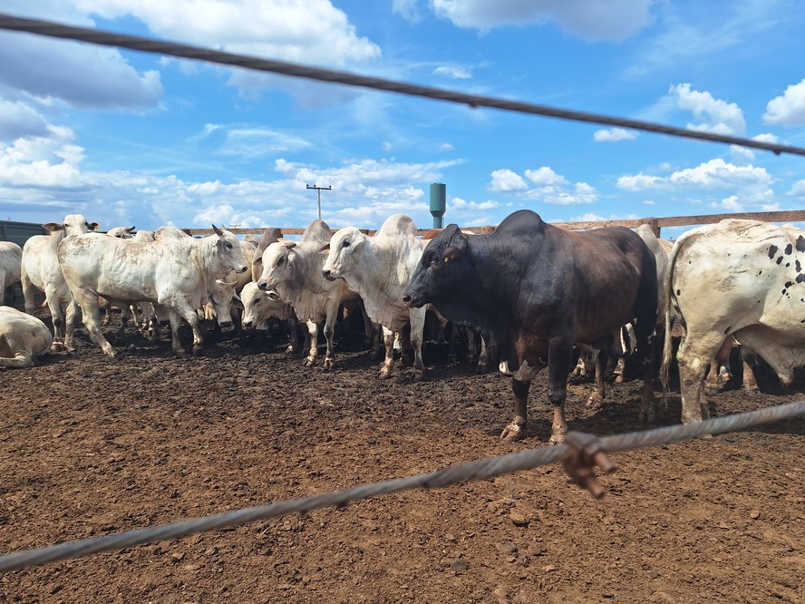 Em São Paulo, após dois dias consecutivos de altas, não houve mudanças nos preços dos machos