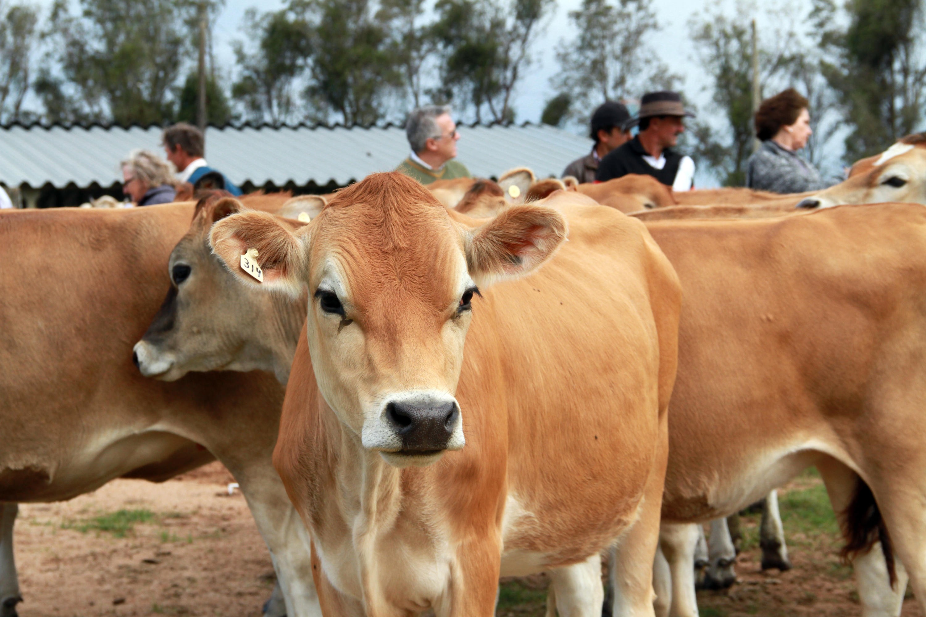 Genética e rentabilidade serão focos do Encontro da Raça Jersey