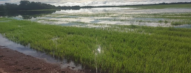 Chuva em excesso deixou campos de arroz submersos — Foto: Clever Teixeira