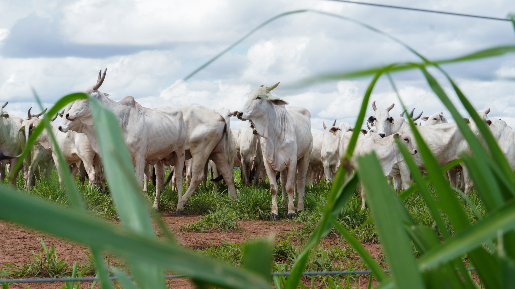 Frigoríficos cobram governo sobre controle da cota e falam sobre risco de inflação na carne