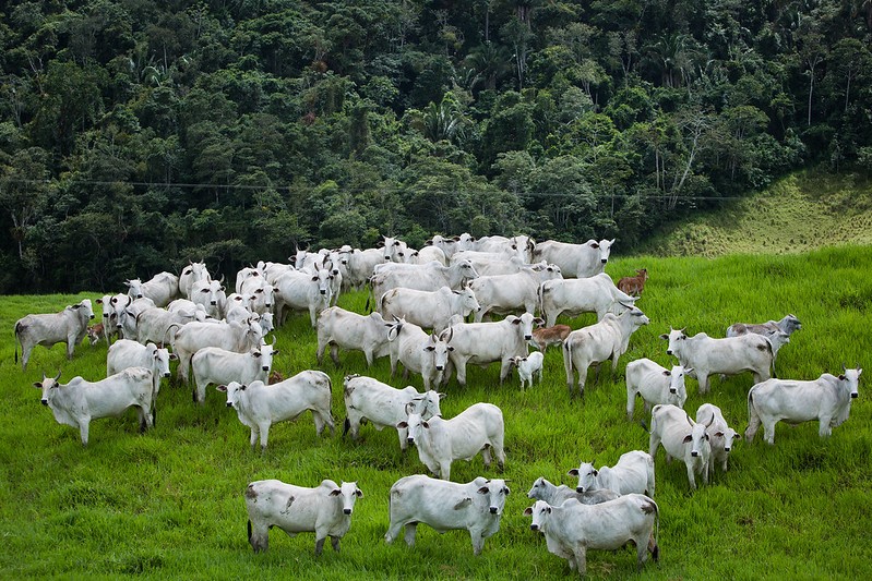 Preço do boi gordo avança em MT na contramão do mercado