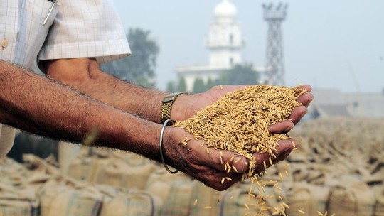 Preços mundiais do arroz subiram 14% em agosto, com restrição de oferta da Índia