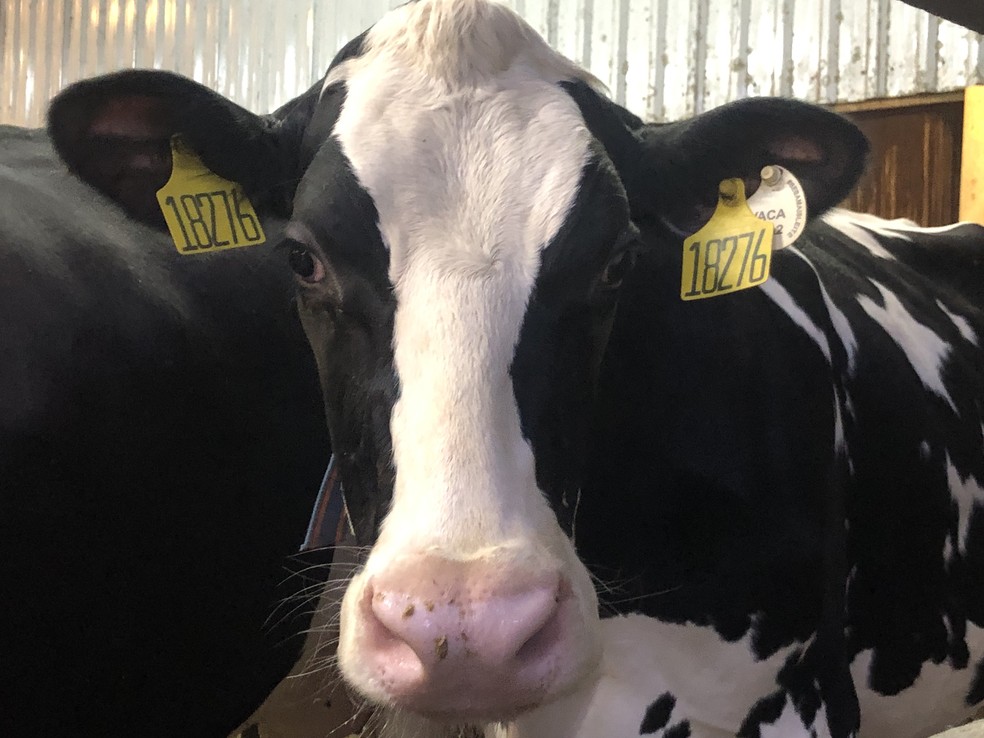 Leite A2 é produzido por vacas com genótipo A2A2; na Fazenda Colorado, elas são identificadas por brincos e as primeiras a serem ordenhadas diariamente — Foto: Divulgação