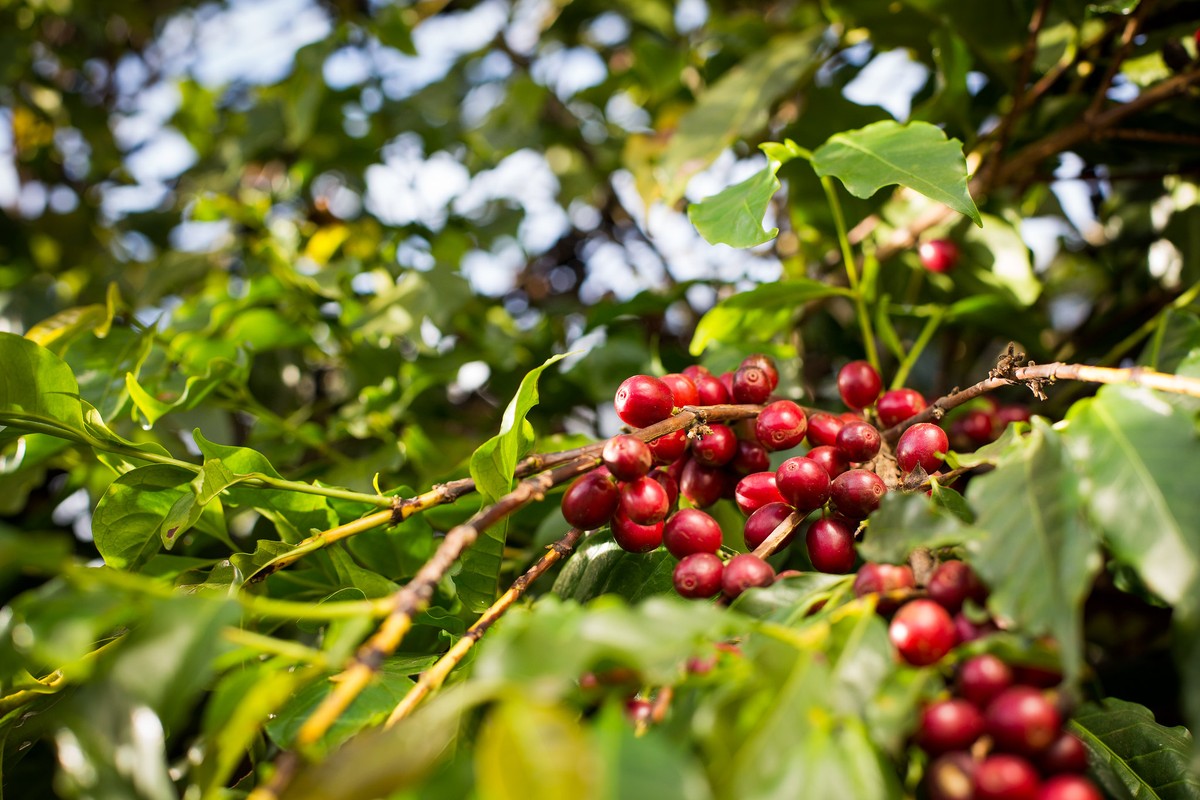 El Niño pode afetar próximas safras de café em países produtores