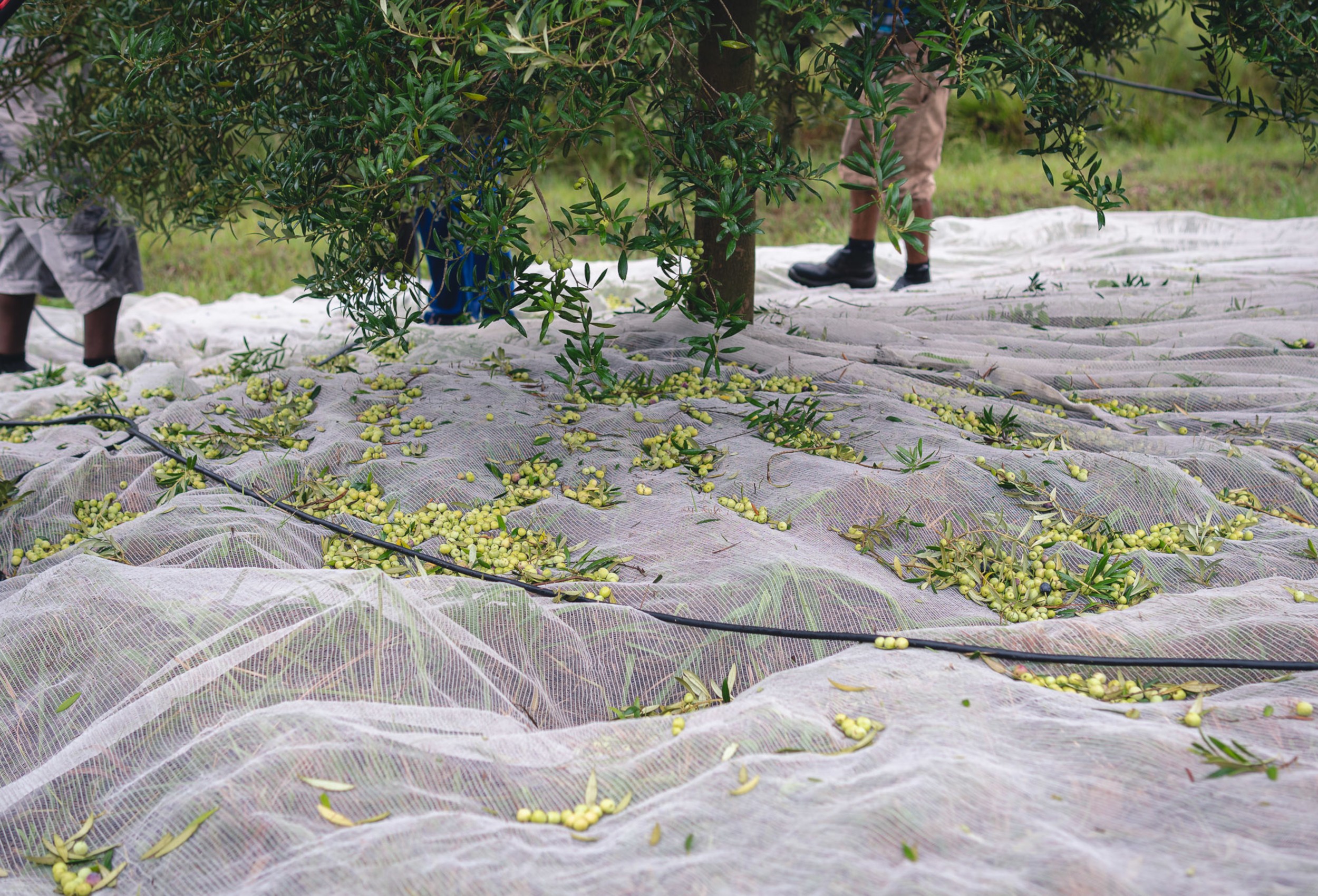 Abertura da Colheita da Oliva estreia feira com foco em negócios e inovação