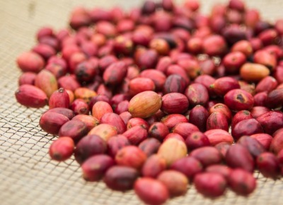 Transação cria o maior player de café do mundo — Foto: Globo Rural