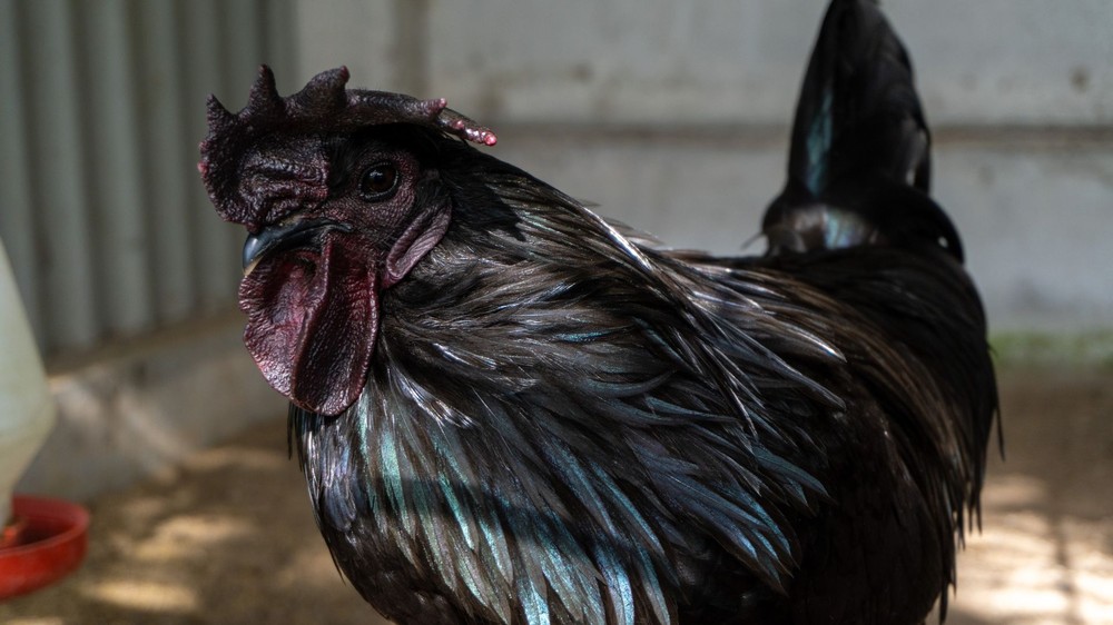 Carnes mais caras do mundo podem custar mais de R$ 5 mil; conheça