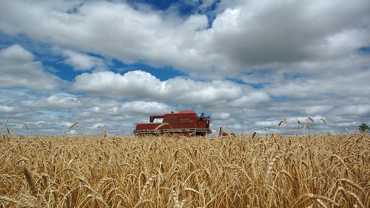 CBN Agro: com enxurradas no RS e preços 40% menores, safra de trigo preocupa produtores