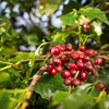 Café foi o produto com aumento no faturamento em Minas Gerais, com alta de 42,9% - Wenderson Araujo/CNA