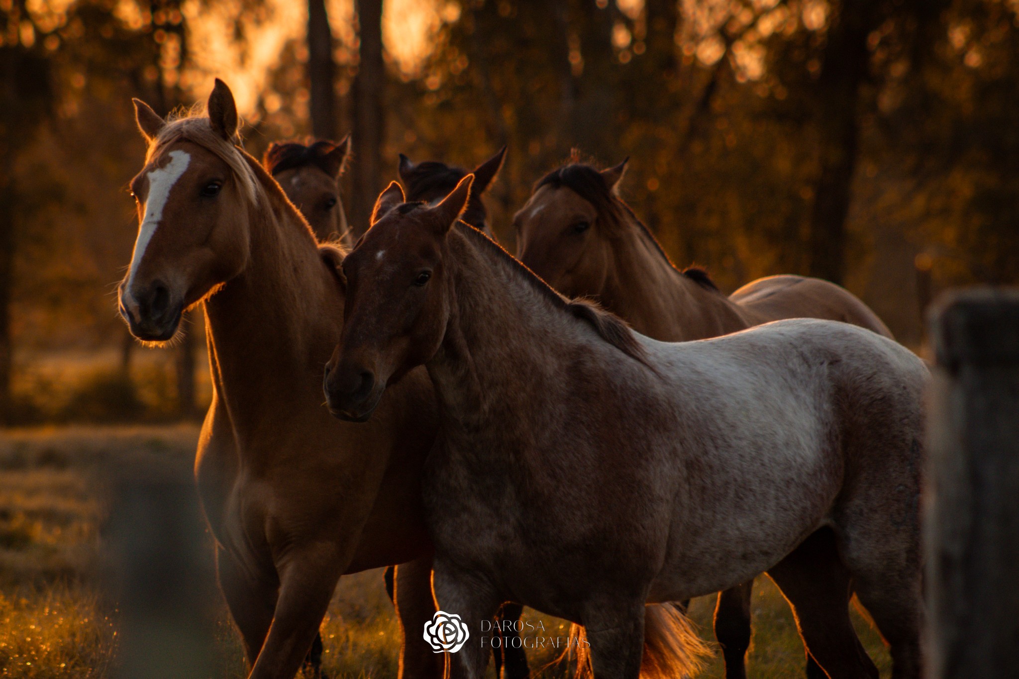 Por que o cavalo dorme em pé? Entenda o sono dos equinos