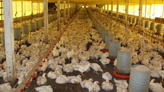 Paraná bateu seu próprio recorde na produção de frango no 1º trimestre